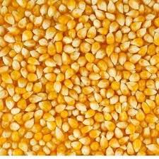 Corn